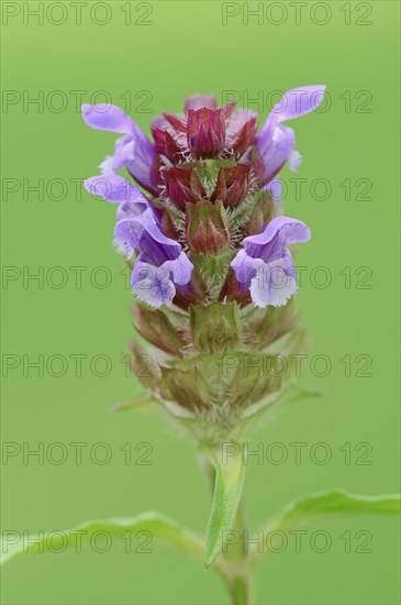 Self-heal (Prunella vulgaris