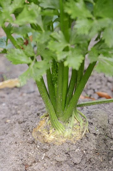 Celeriac