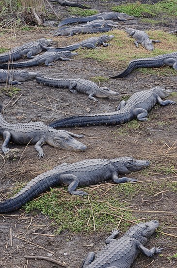 Mississippi Alligators (Alligator mississippiensis)