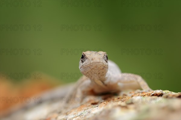 Florida Bark Anole (Anolis distichus floridanus)