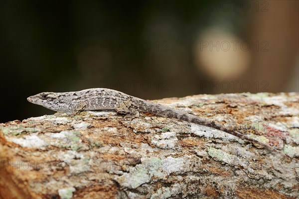 Florida Bark Anole (Anolis distichus floridanus)