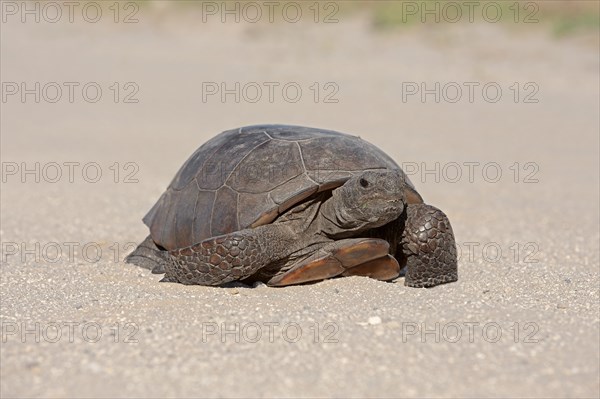 Gopher Tortoise (Gopherus polyphemus)