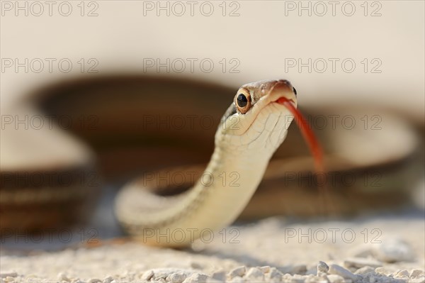 Southern Ribbon Snake (Thamnophis sauritus sackeni)