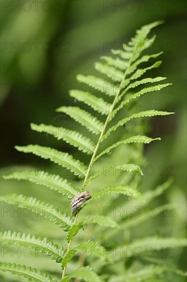 American Green Tree Frog (Hyla cinerea) sitting on fern frond