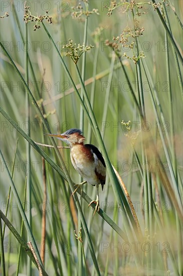 Least Bittern (Ixobrychus exilis)