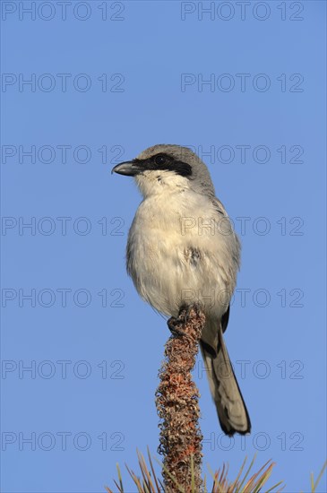 Loggerhead Shrike (Lanius ludovicianus)