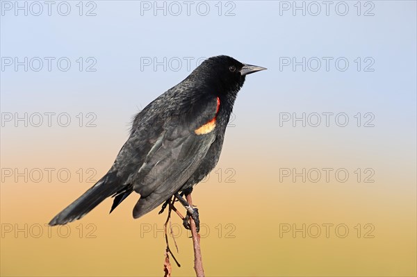 Red-winged Blackbird (Agelaius phoeniceus)