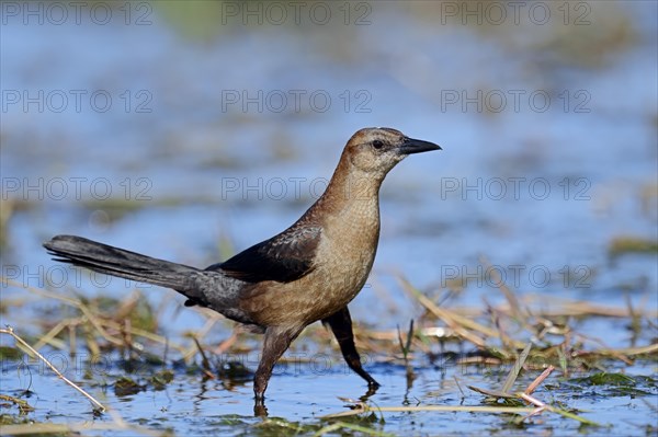 Boat-tailed Grackle (Quiscalus major)