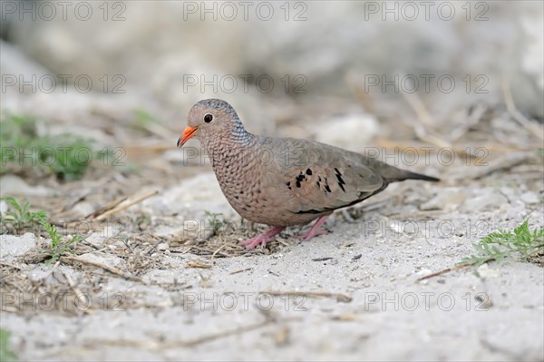 Common Ground Dove (Columbina passerina)