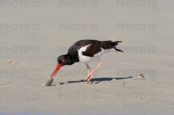 American Oystercatcher or American Pied Oystercatcher (Haematopus palliatus) eating a shellfish