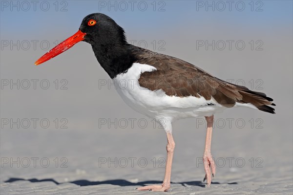 American Oystercatcher or American Pied Oystercatcher (Haematopus palliatus)