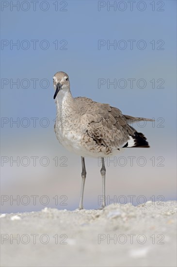 Willet (Tringa semipalmata