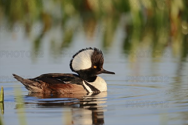 Hooded Merganser (Lophodytes cucullatus