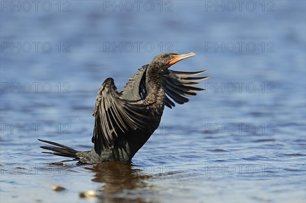 Double-crested Cormorant (Phalacrocorax auritus)