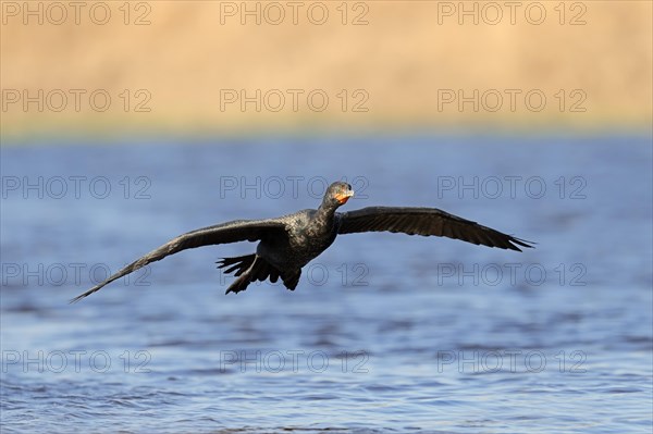 Double-crested Cormorant (Phalacrocorax auritus)