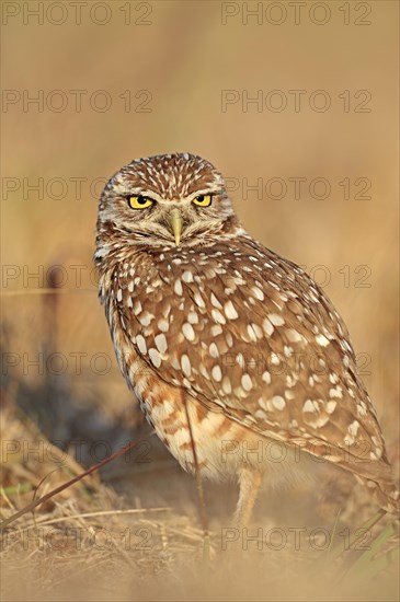 Burrowing Owl (Speotyto cunicularia