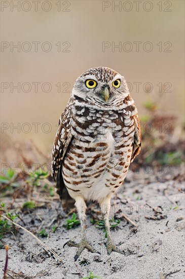 Burrowing Owl (Speotyto cunicularia