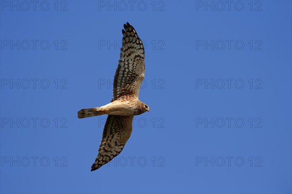 Hen Harrier or Northern Harrier (Circus hudsonius