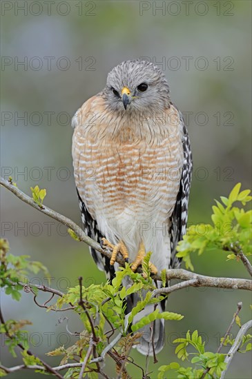 Red-shouldered Hawk (Buteo lineatus)