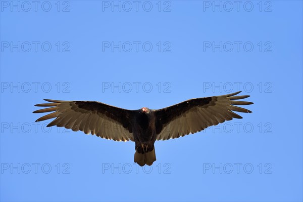 Turkey Vulture or Turkey Buzzard (Cathartes aura) in flight