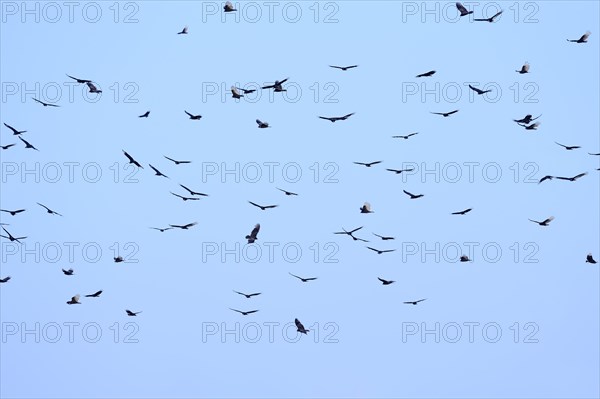 Turkey Vultures or Turkey Buzzards (Cathartes aura) and Black Vultures (Coragyps atratus) in flight