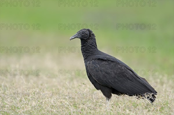 Black Vulture (Coragyps atratus)