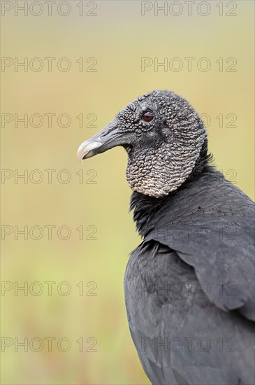 Black Vulture (Coragyps atratus)