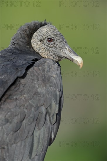 Black Vulture (Coragyps atratus)