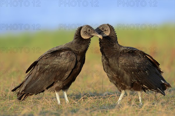 Black Vultures (Coragyps atratus)