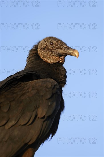 Black Vulture (Coragyps atratus)