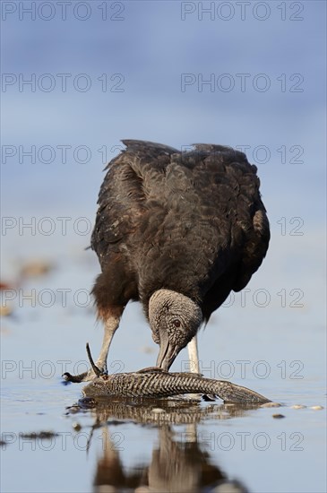 Black Vulture (Coragyps atratus) eating fish in water