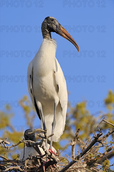 Wood Storks (Mycteria americana)