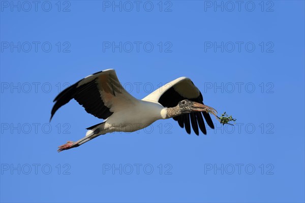 Wood Stork (Mycteria americana) in flight with nesting material