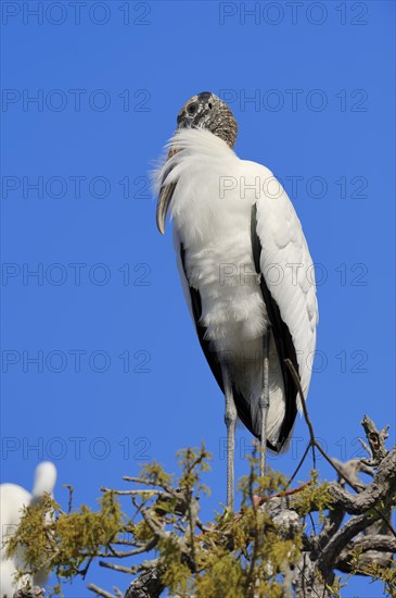 Wood Stork (Mycteria americana)