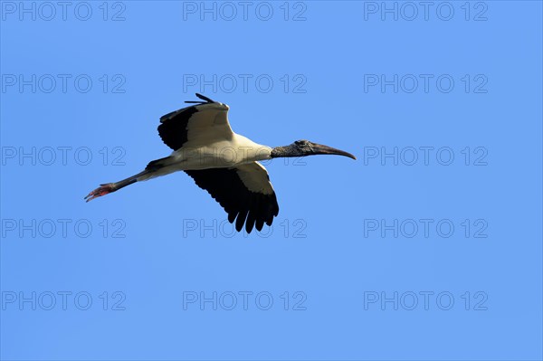 Wood Stork (Mycteria americana) in flight