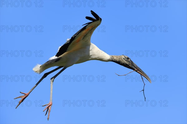 Wood Stork (Mycteria americana) in flight with nesting material