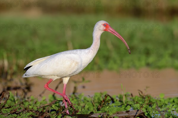 American White Ibis (Eudocimus albus)