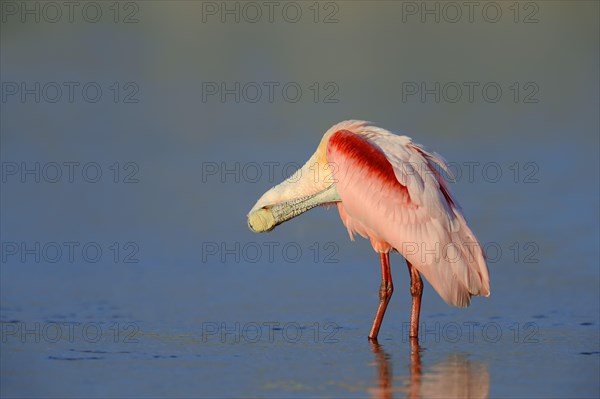 Roseate Spoonbill (Ajaja ajaja