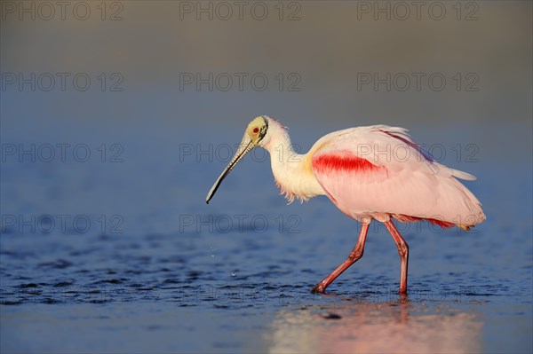 Roseate Spoonbill (Ajaja ajaja