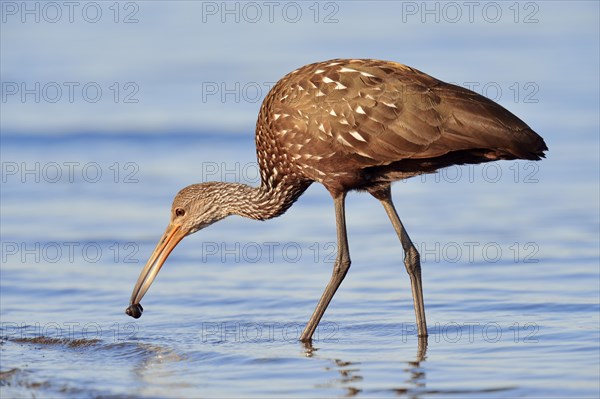 Limpkin (Aramus guarauna pictus) with a captured snail