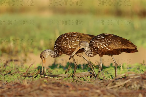 Limpkins (Aramus guarauna pictus)