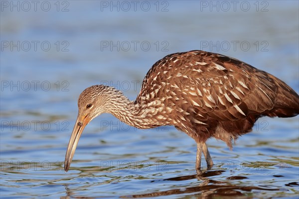 Limpkin (Aramus guarauna pictus) in search of food