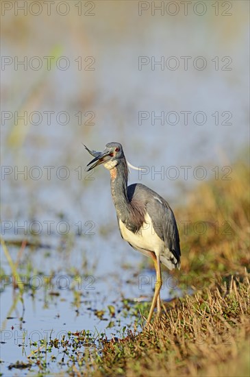 Tricoloured Heron (Egretta tricolor) with a caught fish