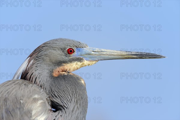 Tricoloured Heron (Egretta tricolor)