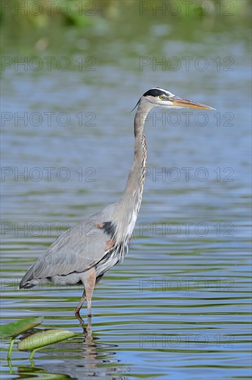 Great Blue Heron (Ardea herodias)