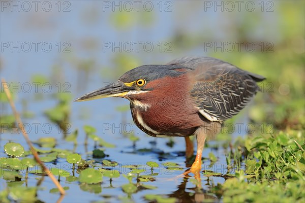 Green Heron (Butorides striatus virescens