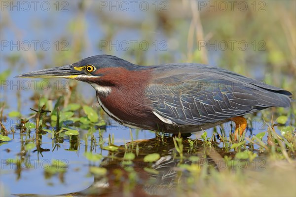 Green Heron (Butorides striatus virescens