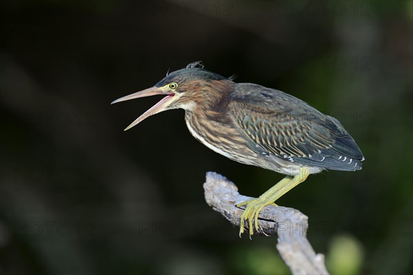 Green Heron (Butorides striatus virescens