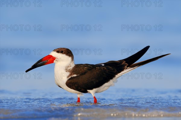 Black Skimmer (Rynchops niger)