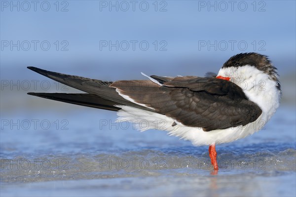 Black Skimmer (Rynchops niger) resting on the beach